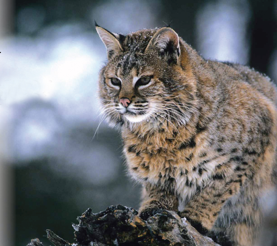 Bobcats in Vermont Wildlife Stratton Magazine