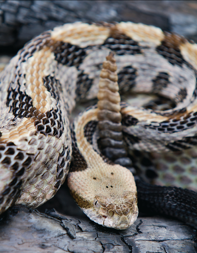 Rattlesnakes in Vermont Stratton Magazine