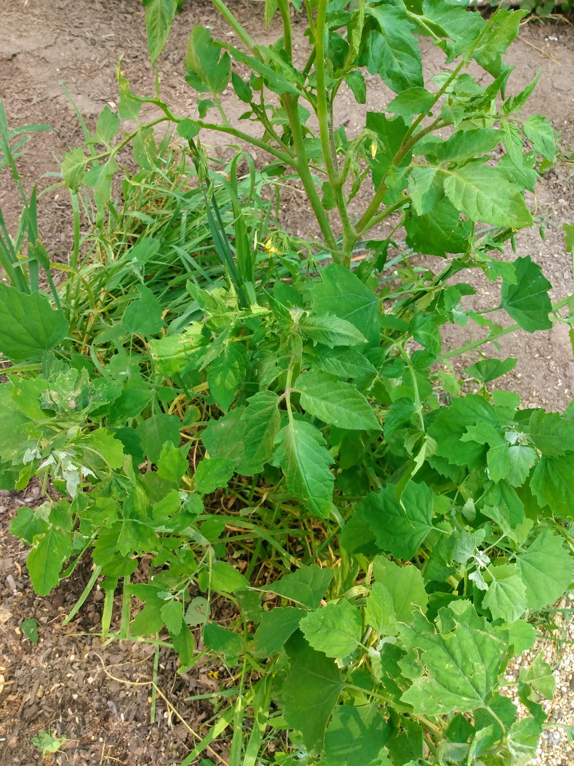 Chicken Run Soil Update Strawberry Moon Farm