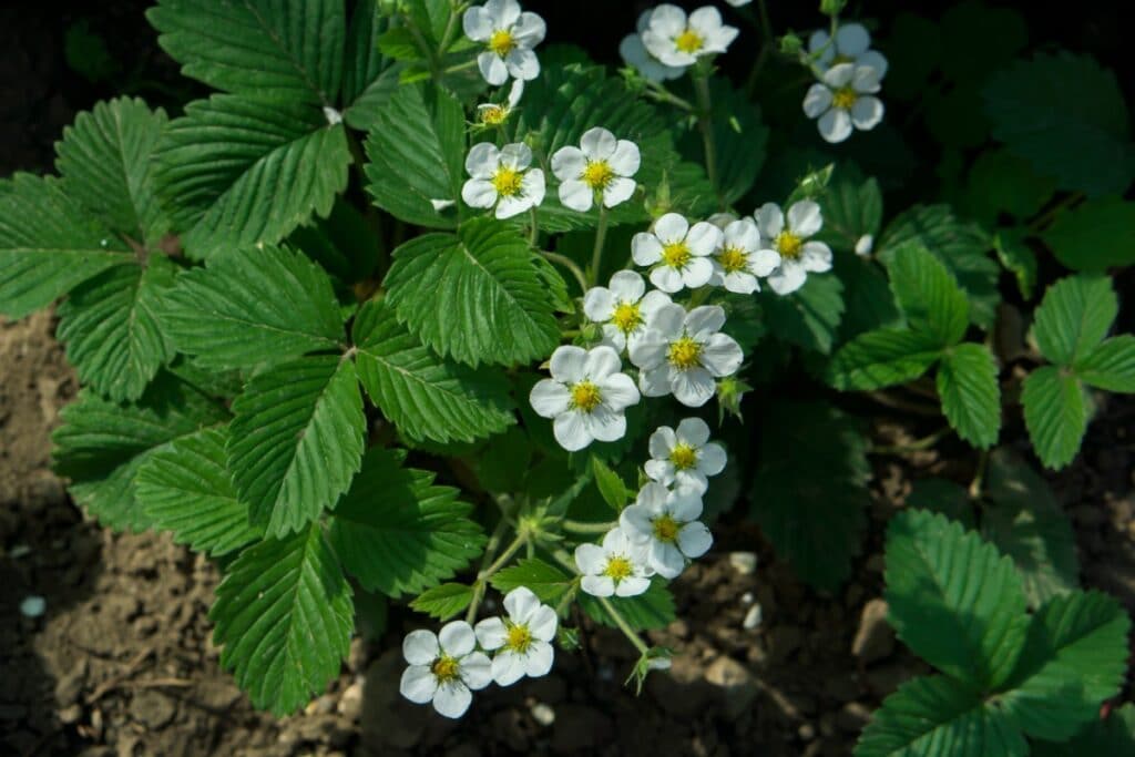 8 Tips to Protect Strawberries From Extreme Heat Strawberry Plants