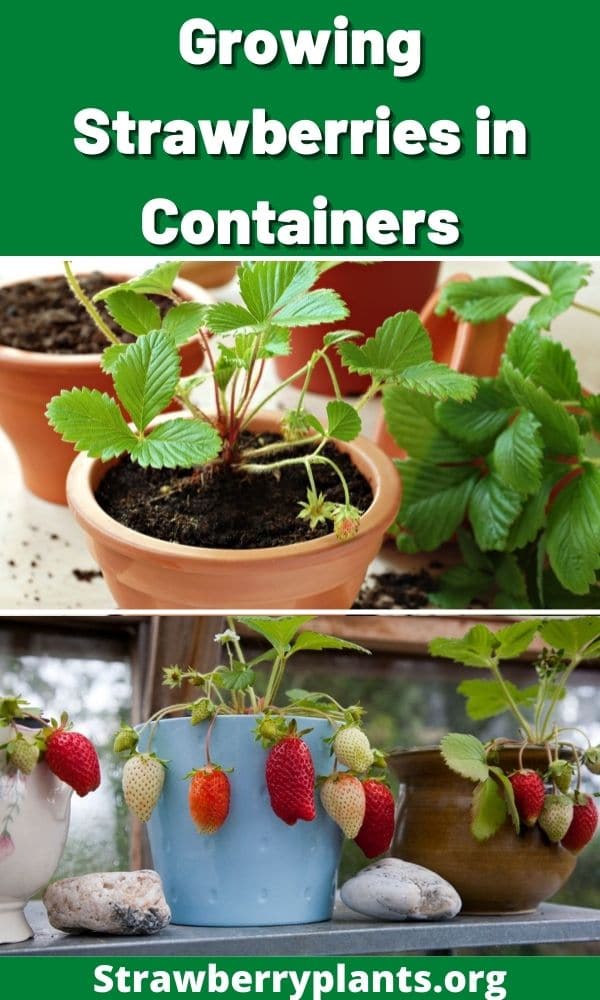 Growing Strawberries in Containers Strawberry Plants