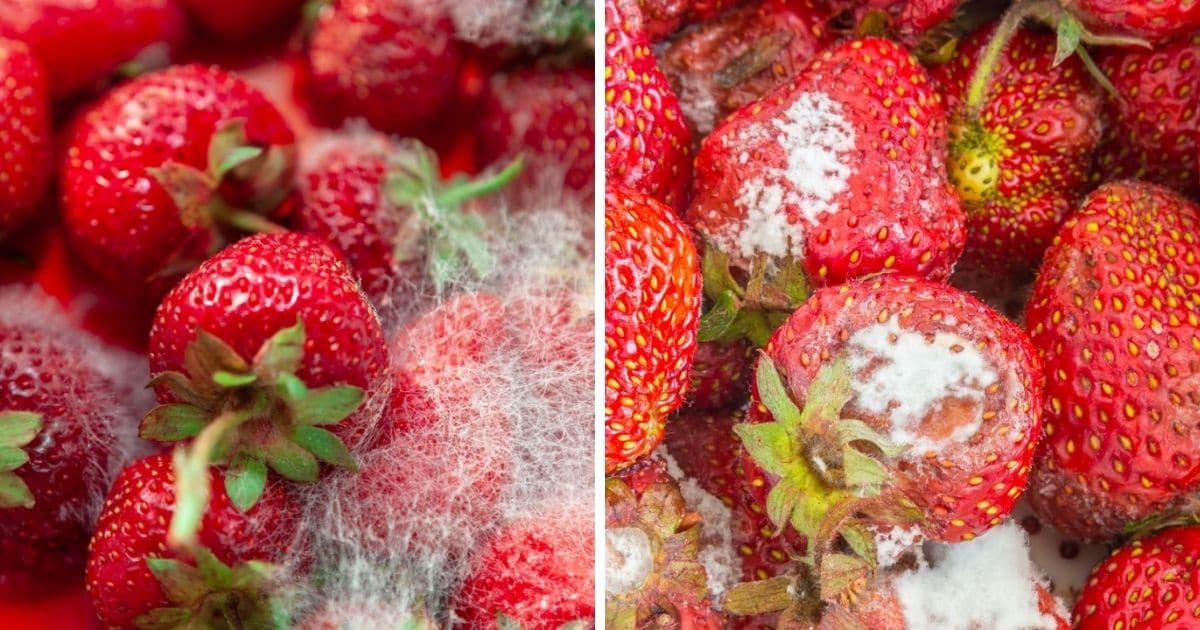 How Fast Do Strawberries Mold? Strawberry Plants