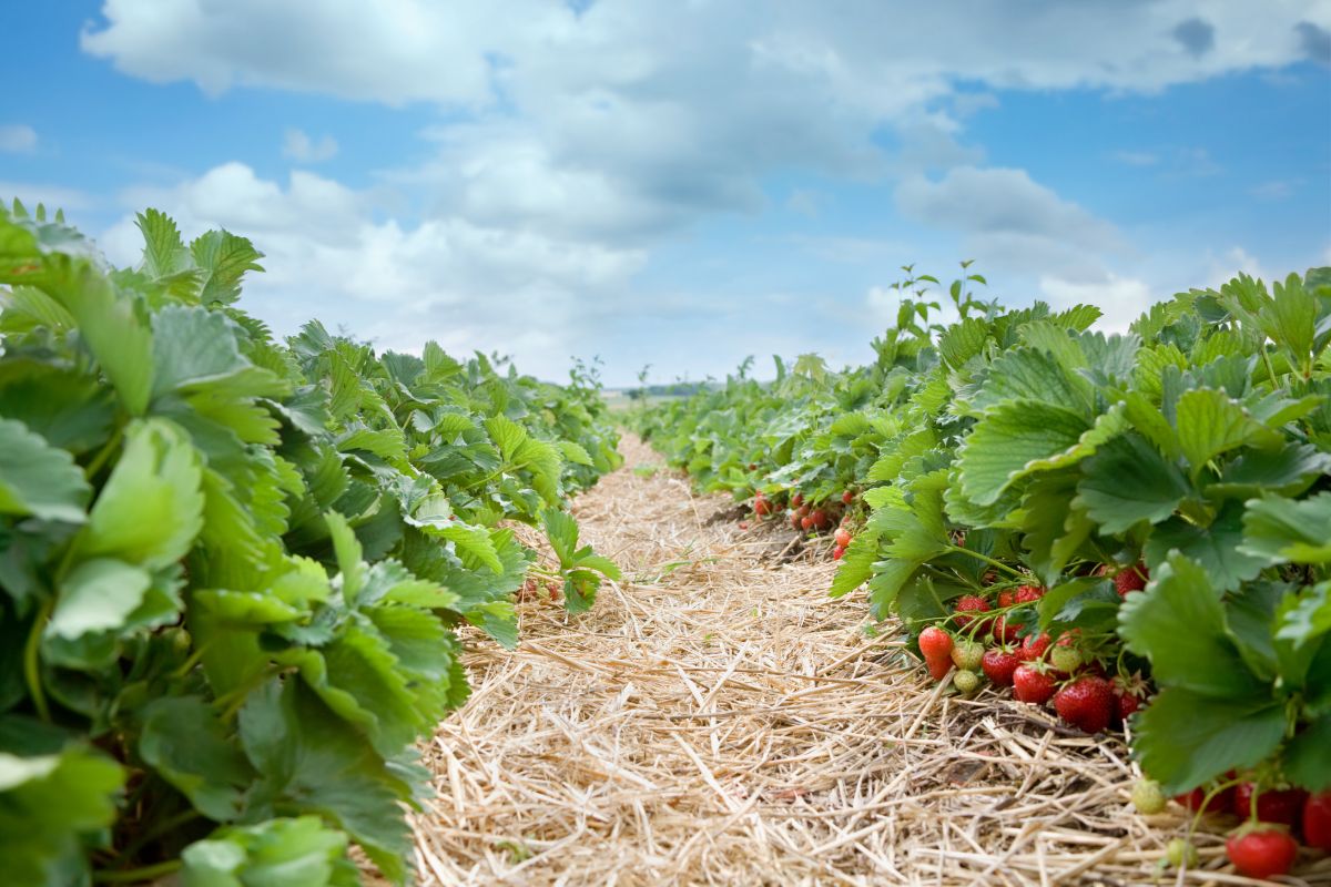 Matted Row System Strawberry Plants