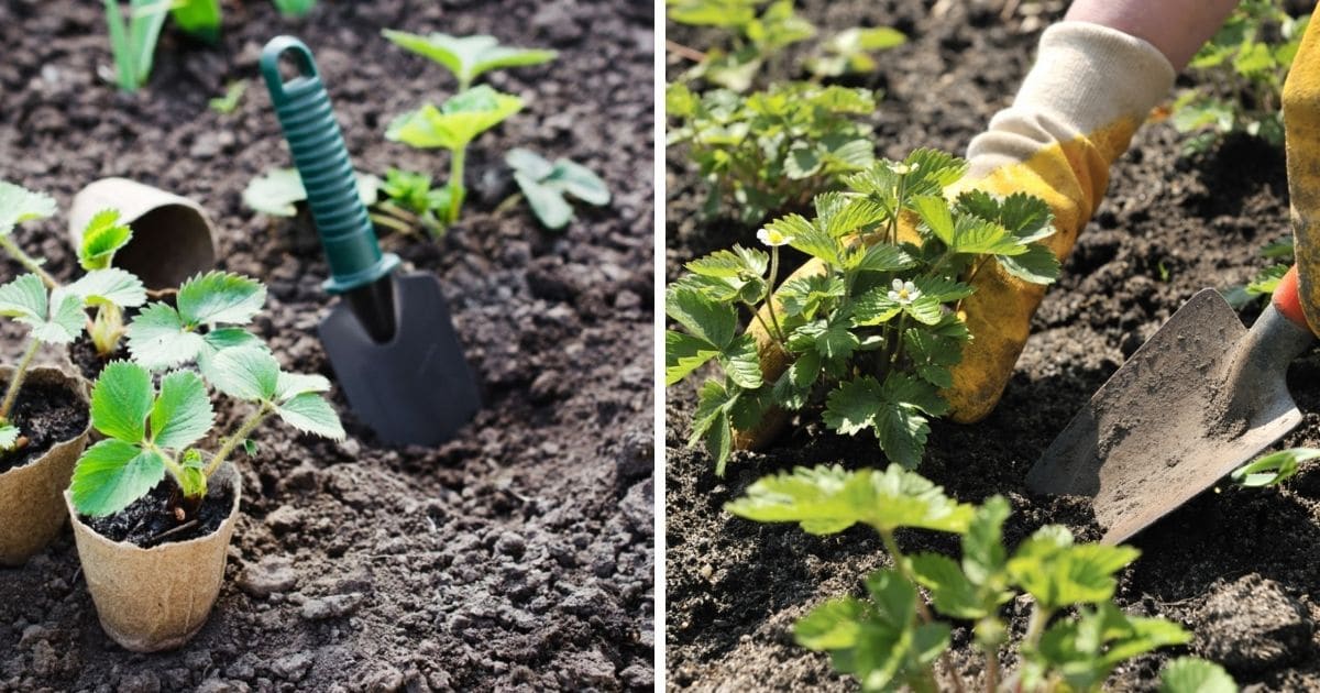 Moving Strawberry Plants? Strawberry Plants