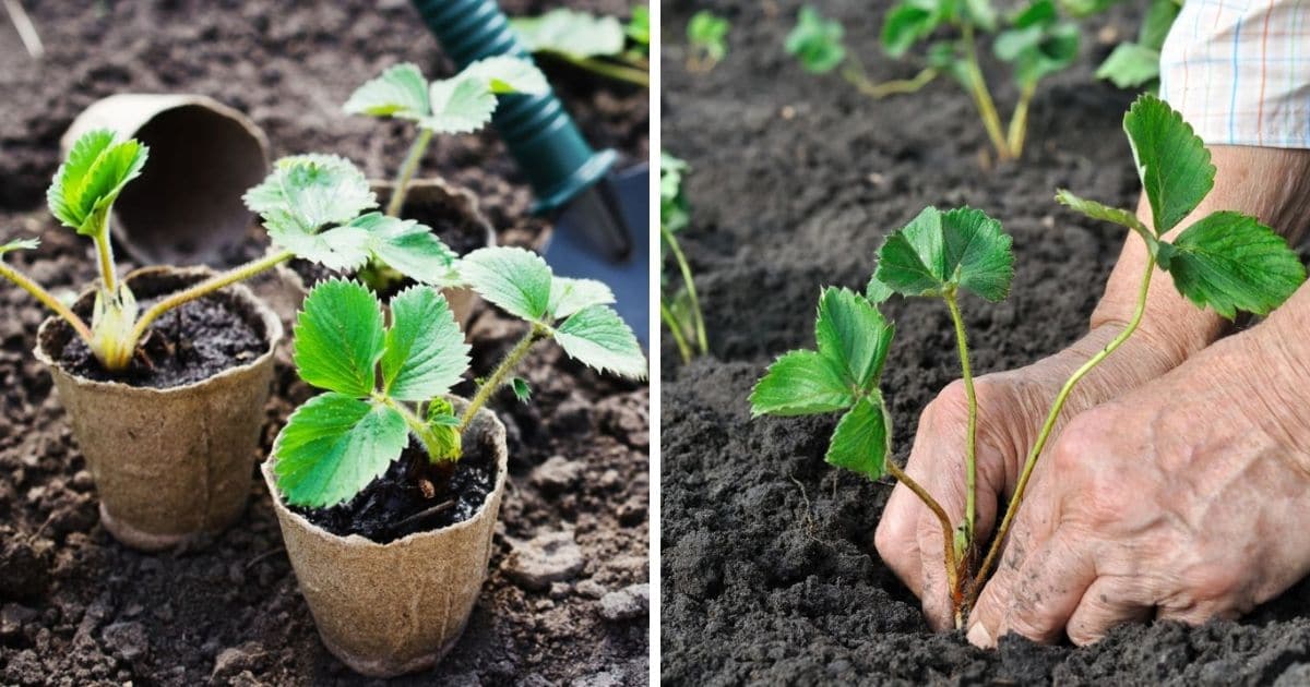 Strawberry Planting Guide (Updated 2022)