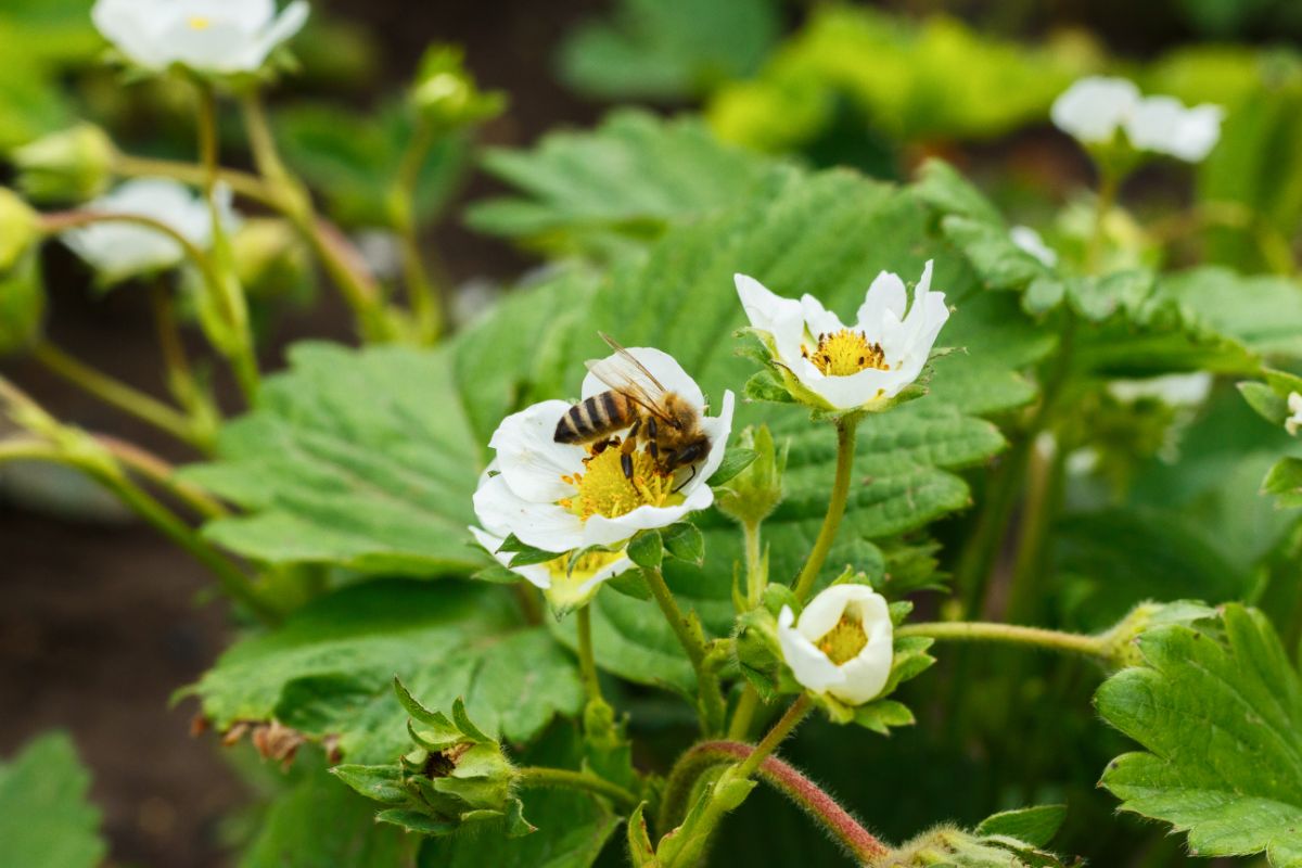 Strawberry Pollination (Guide) Strawberry Plants