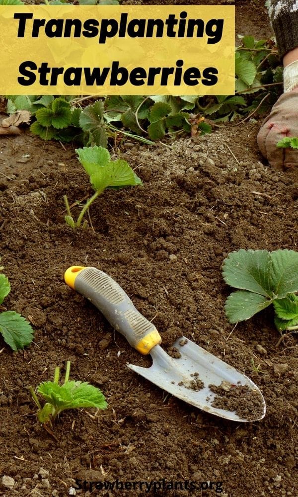 Transplanting Strawberries The Complete Guide (Updated 2022)