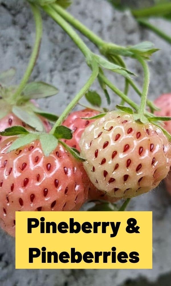 Pineberry & Pineberries (All You Need To Know)