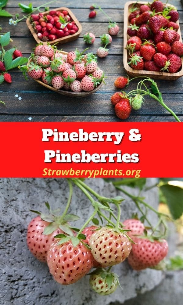 Pineberry & Pineberries (All You Need To Know)