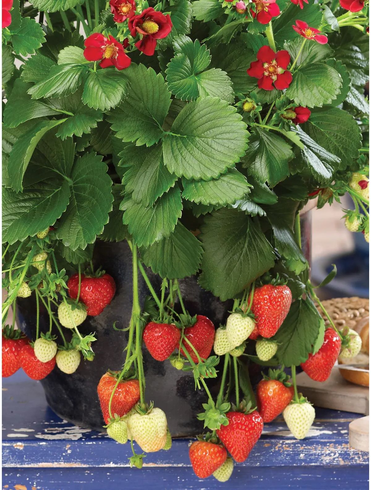 Ruby Ann Strawberry Variety Info And Grow Guide Strawberry Plants