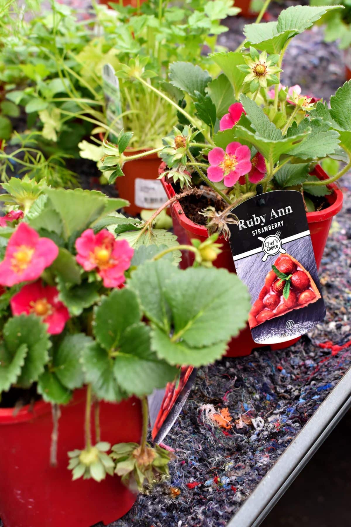 Ruby Ann Strawberry Variety Info And Grow Guide Strawberry Plants
