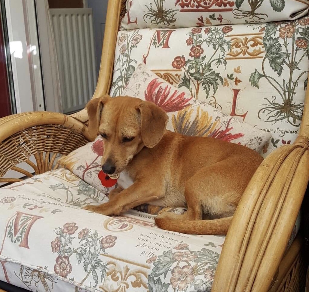 POPPY (was Regina) adopted UK Stray2Me Rescue