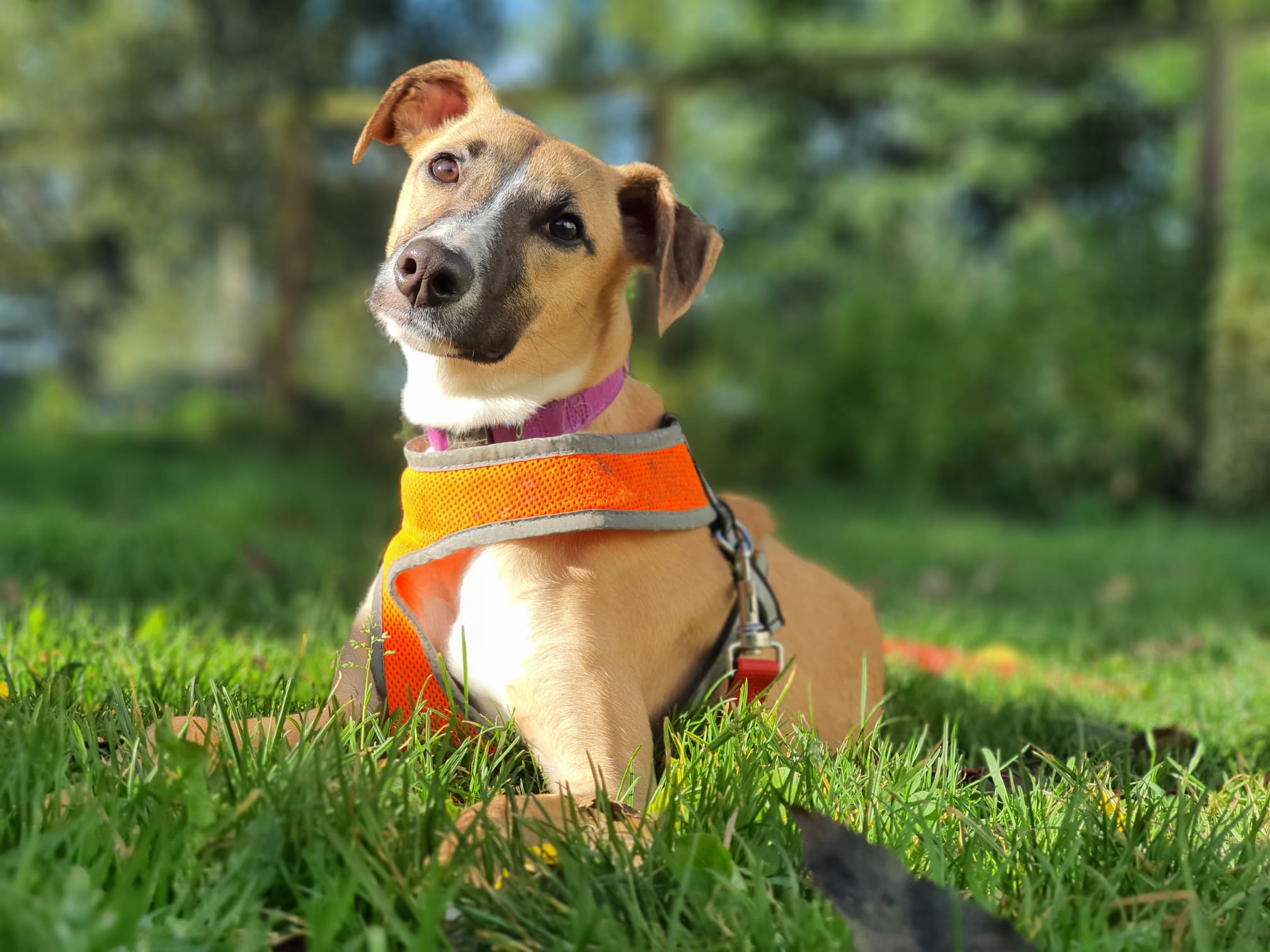 Let's Look At lurchers Stray Aid