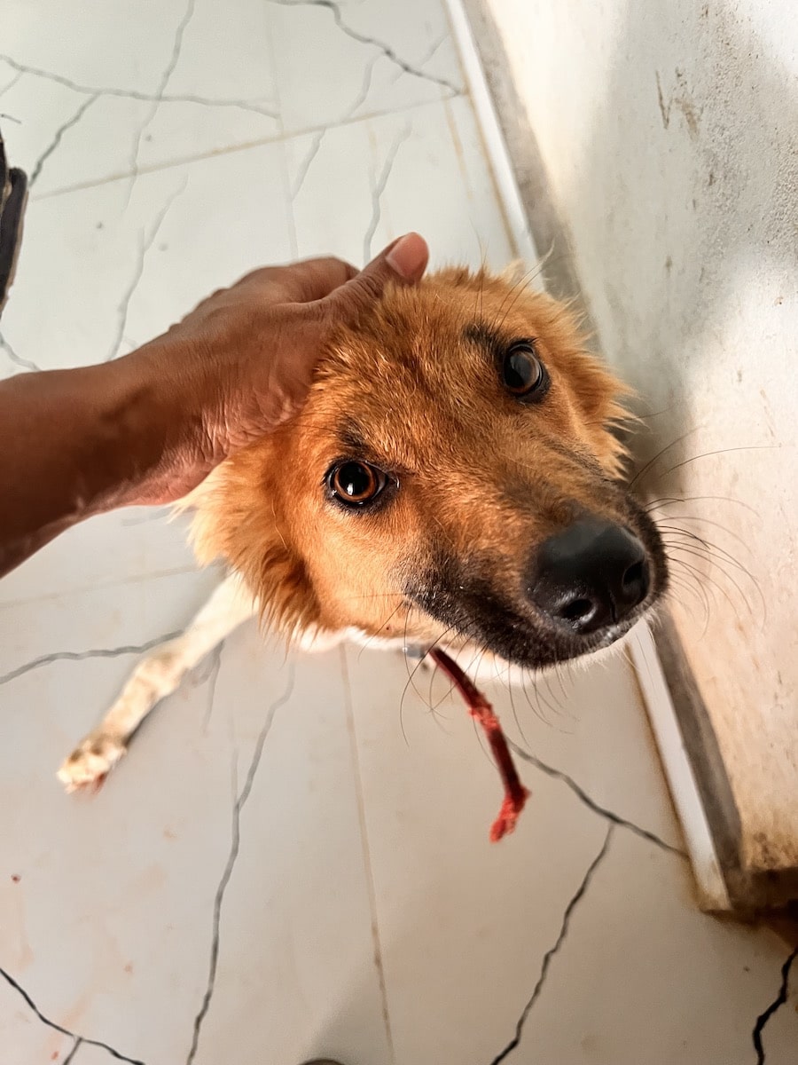 What Does “Adopt, Don’t Shop” Mean? Stray Animal Foundation India