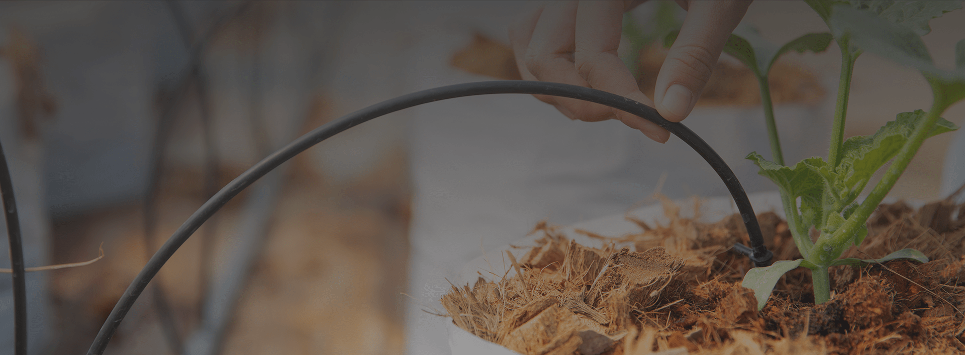 About Us Stray Dog Capital