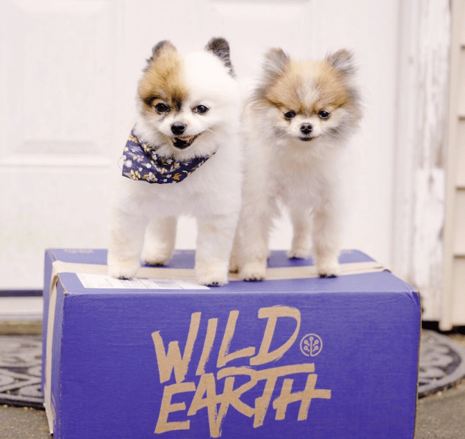 PlantBased For Pets Stray Dog Capital