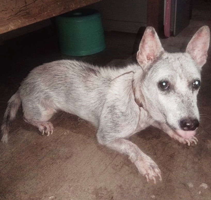 Rescued Dog for Adoption Stray Dogs and Cats Philippines