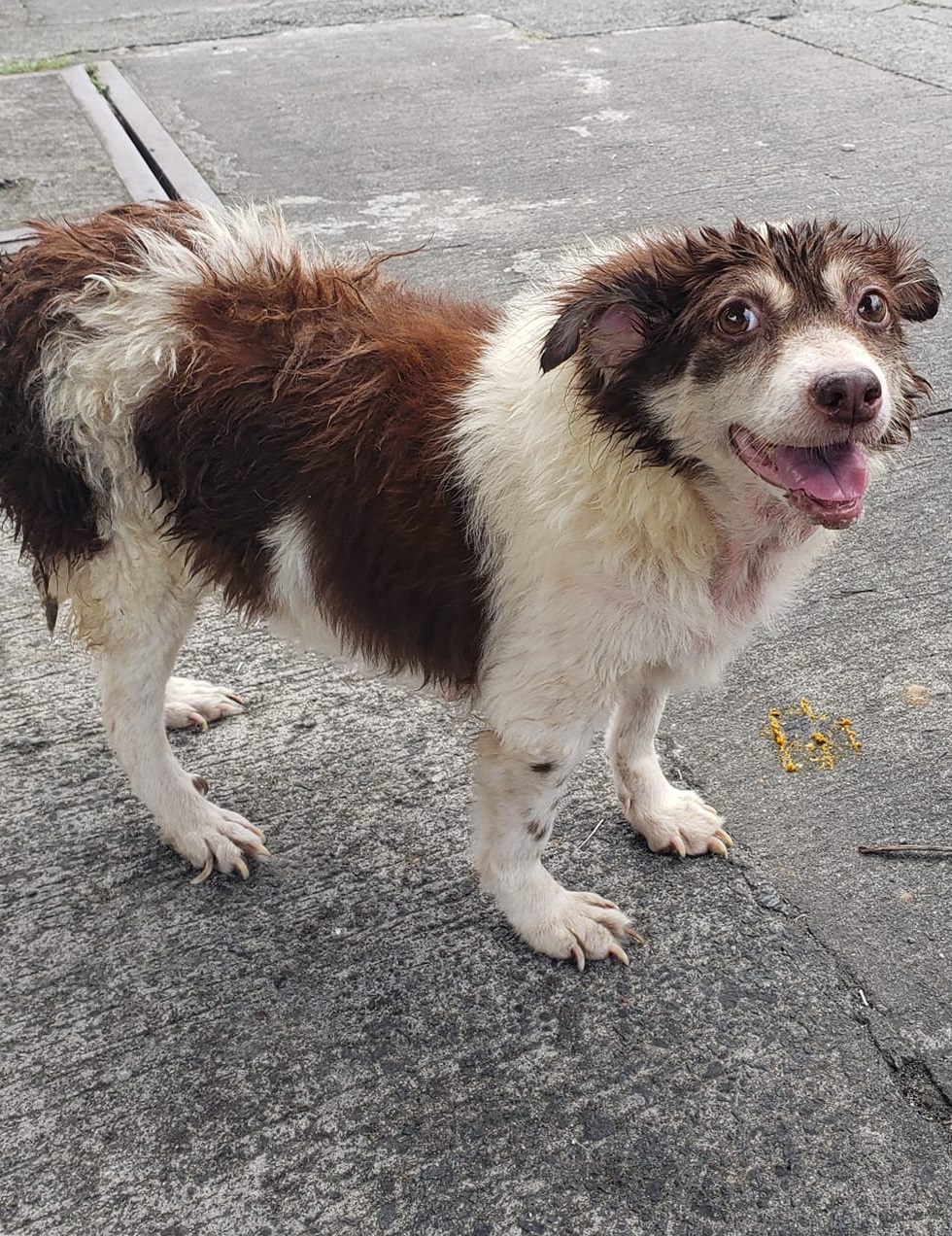 Stray Multicolored Dog Mainly Brown Stray Dogs and Cats Philippines