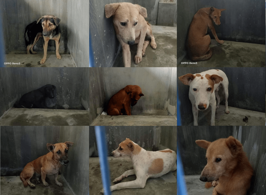 Dogs for Adoption Stray Dogs and Cats Philippines