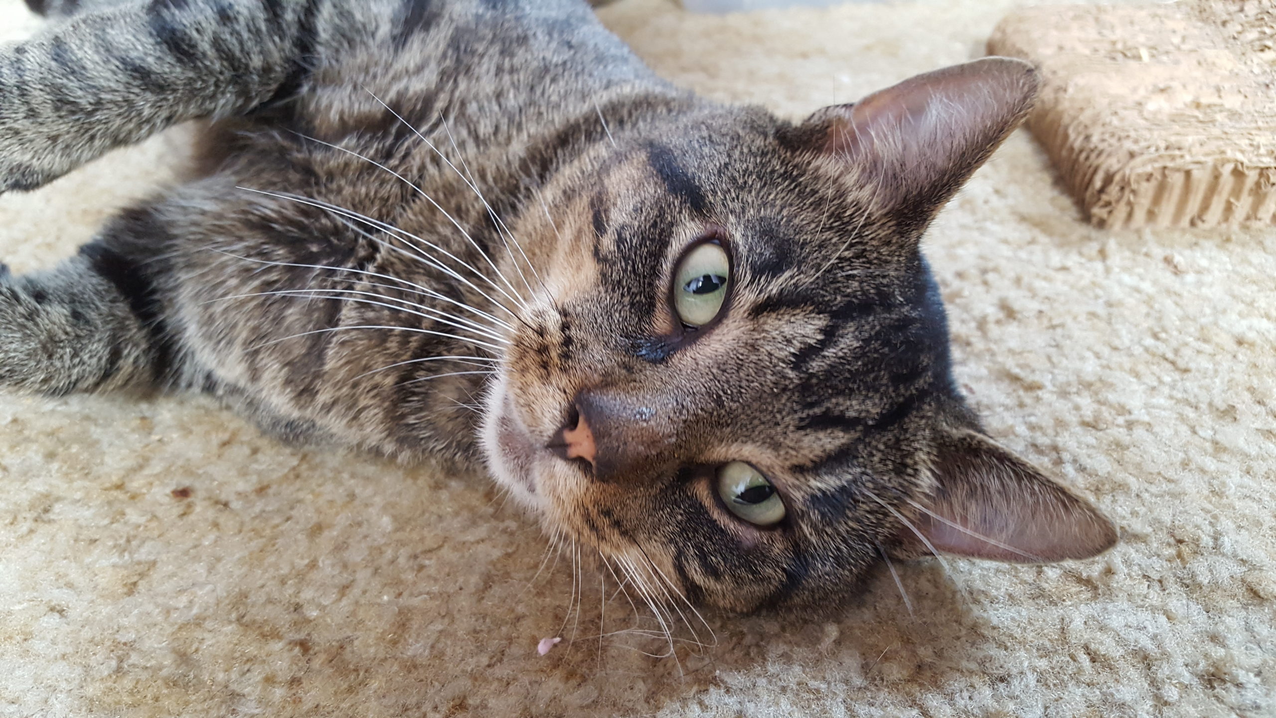 Adoption Application Stray H.E.L.P.