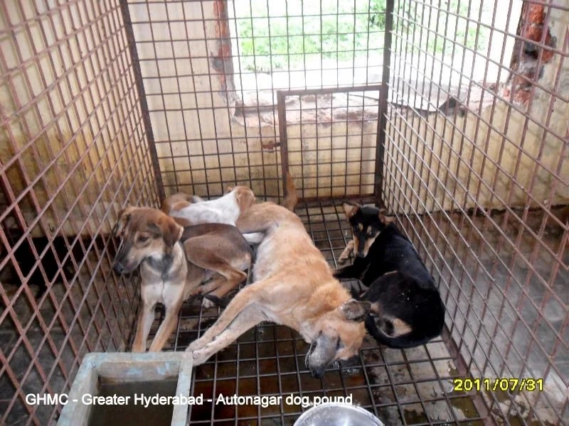 Hell for stray dogs is the Greater Hyderabad Municipal Corporation