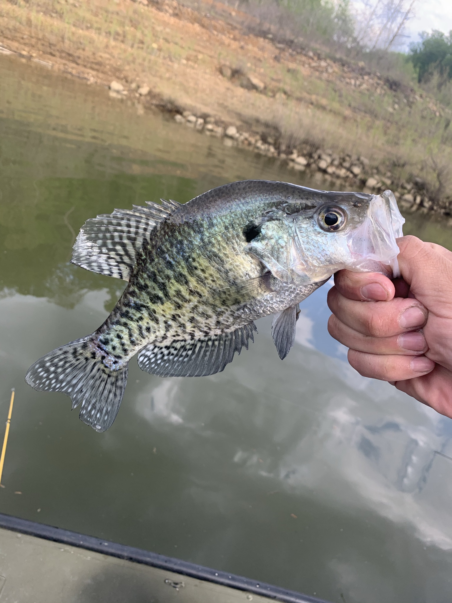 A Brilliant Method For Catching More Crappie Stream and Timber
