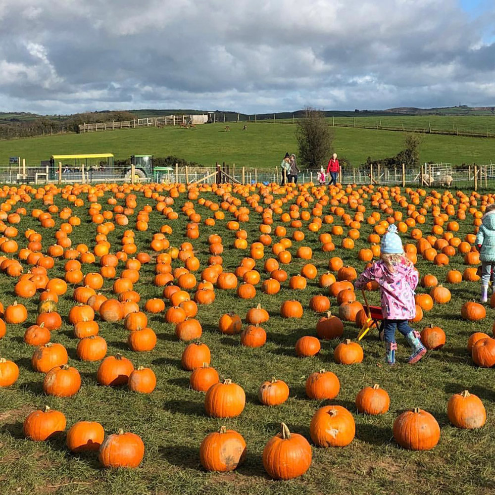 Halloween Pumpkin Patch Streamvale Open Farm