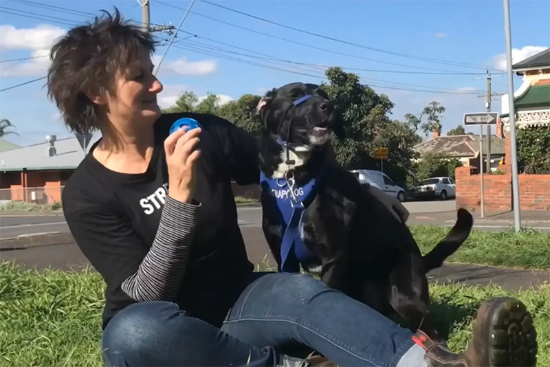 Meet STREAT's therapy dog, Magic, & her handler, Dr Kate Barrelle