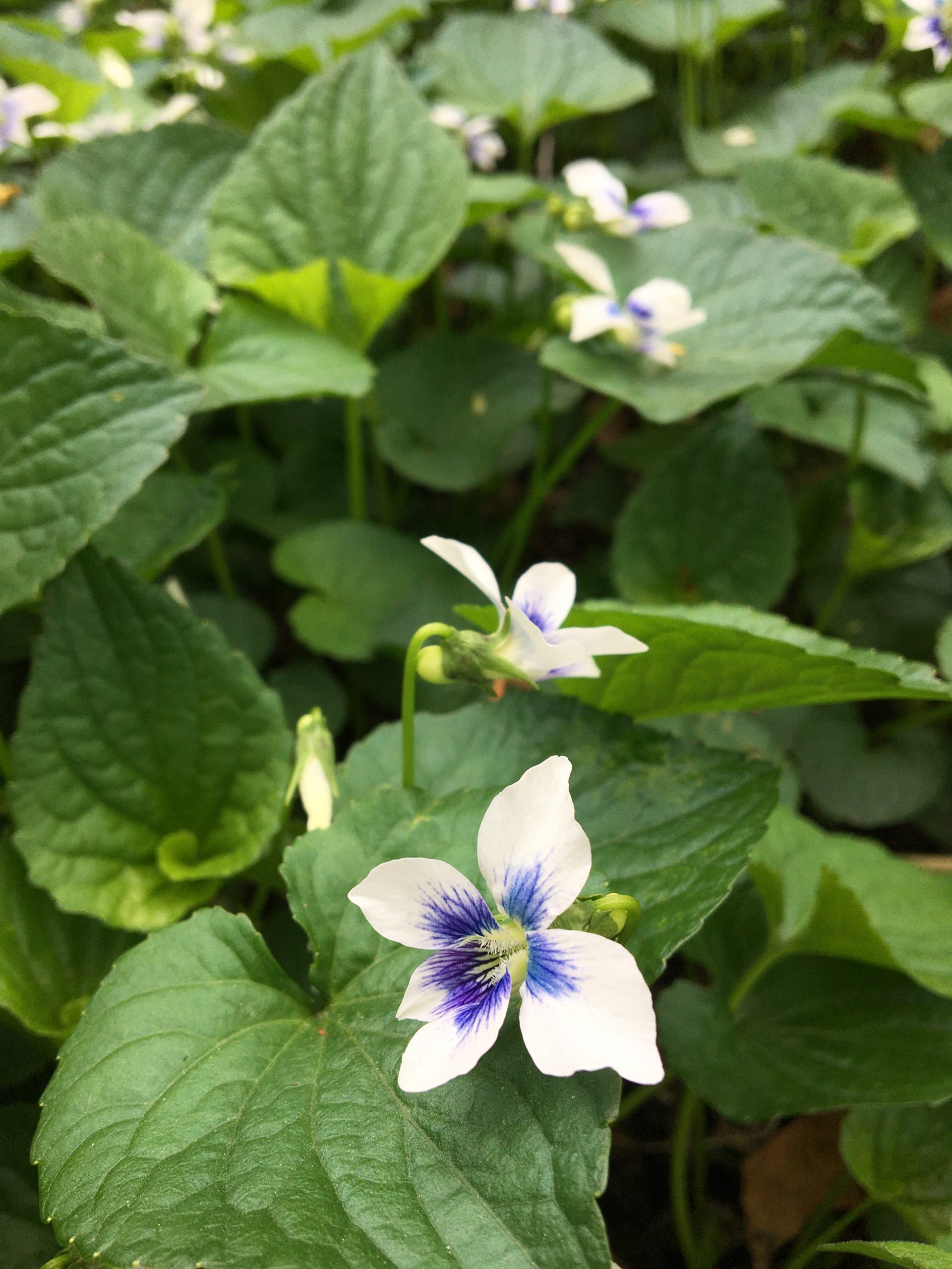 Dress Your Area with Violets streets.mn