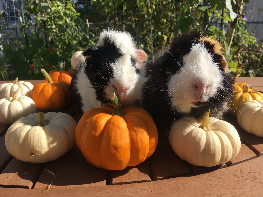 Even Guinea Pigs Think Rent Stabilization Makes Sense! Just Ask Them