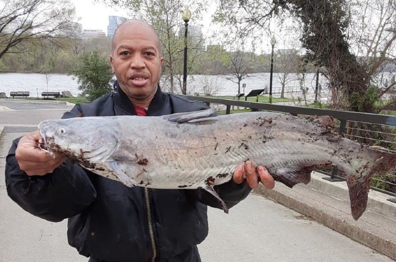River Monsters Killer Catfish
