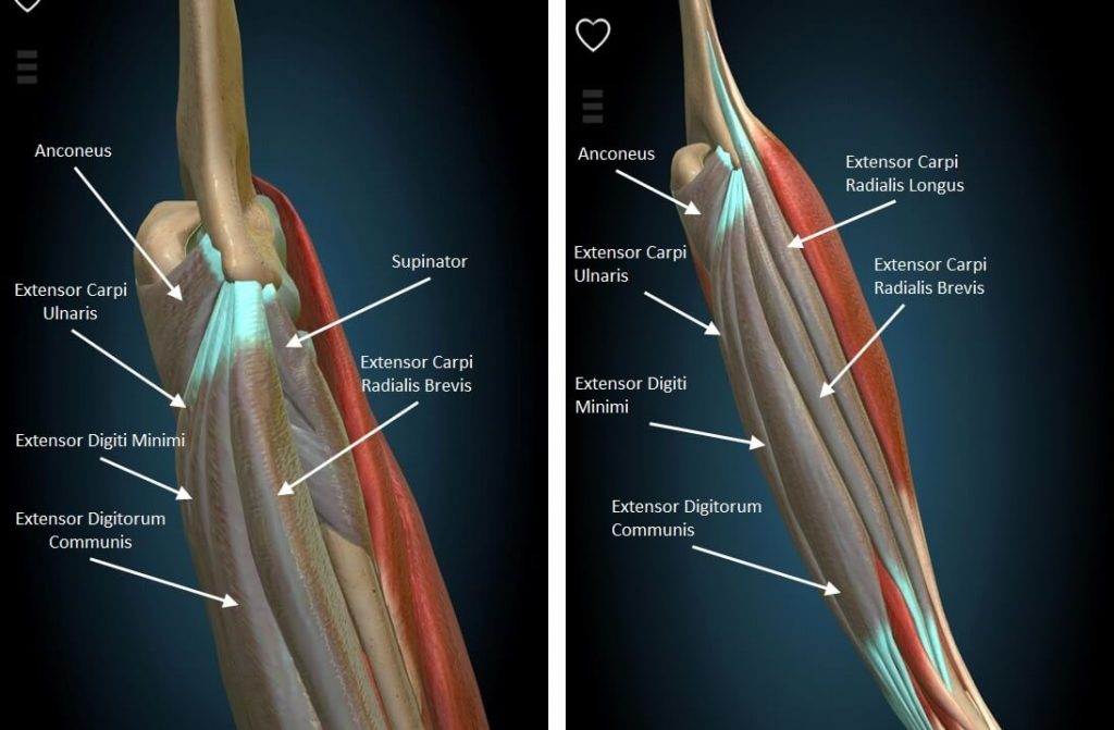 Elbow Pain The Ultimate Guide for Rock Climbers