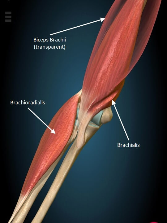Elbow Pain The Ultimate Guide for Rock Climbers
