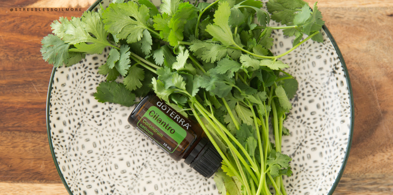 The Science of Cilantro Essential Oil