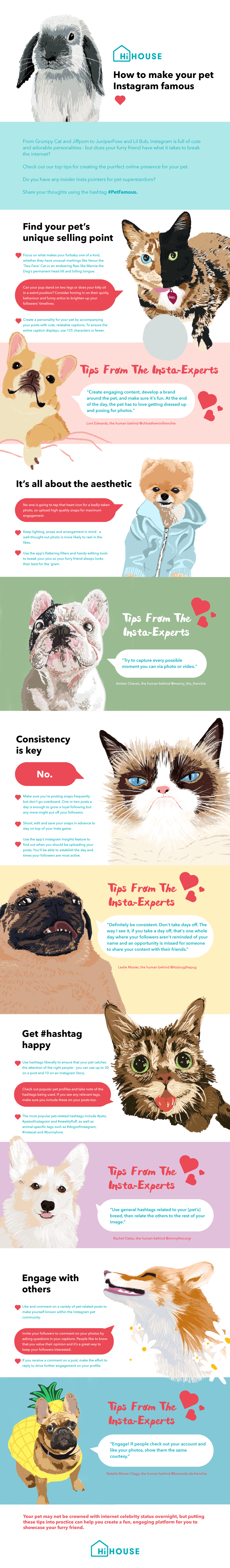 How to make your pet Instagram famous