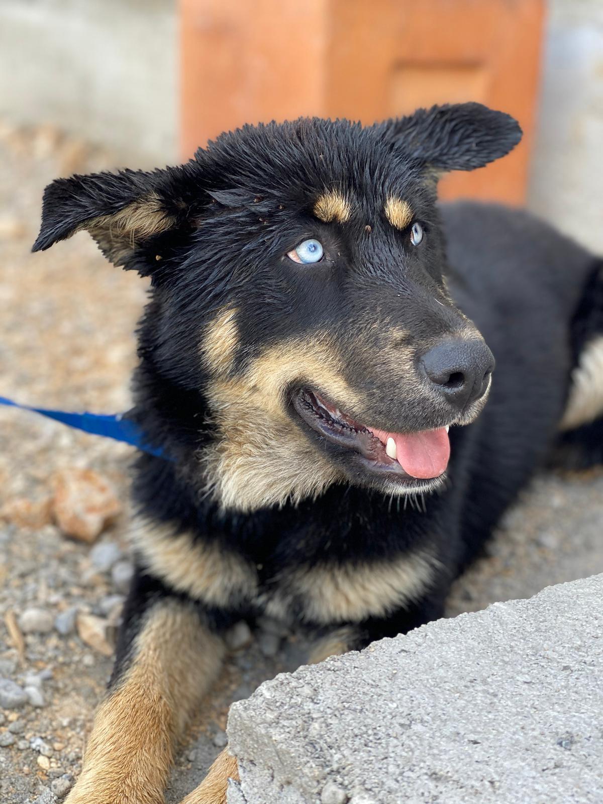 Marvina Streunerglück e.V.