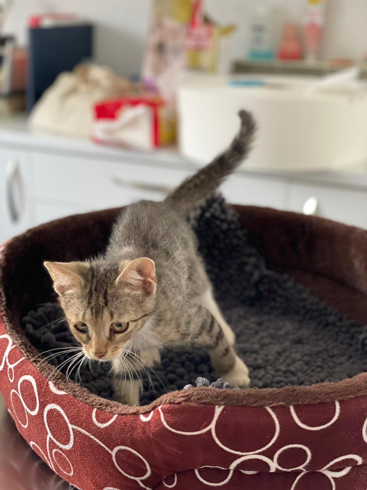 Findus Streunerglück e.V.