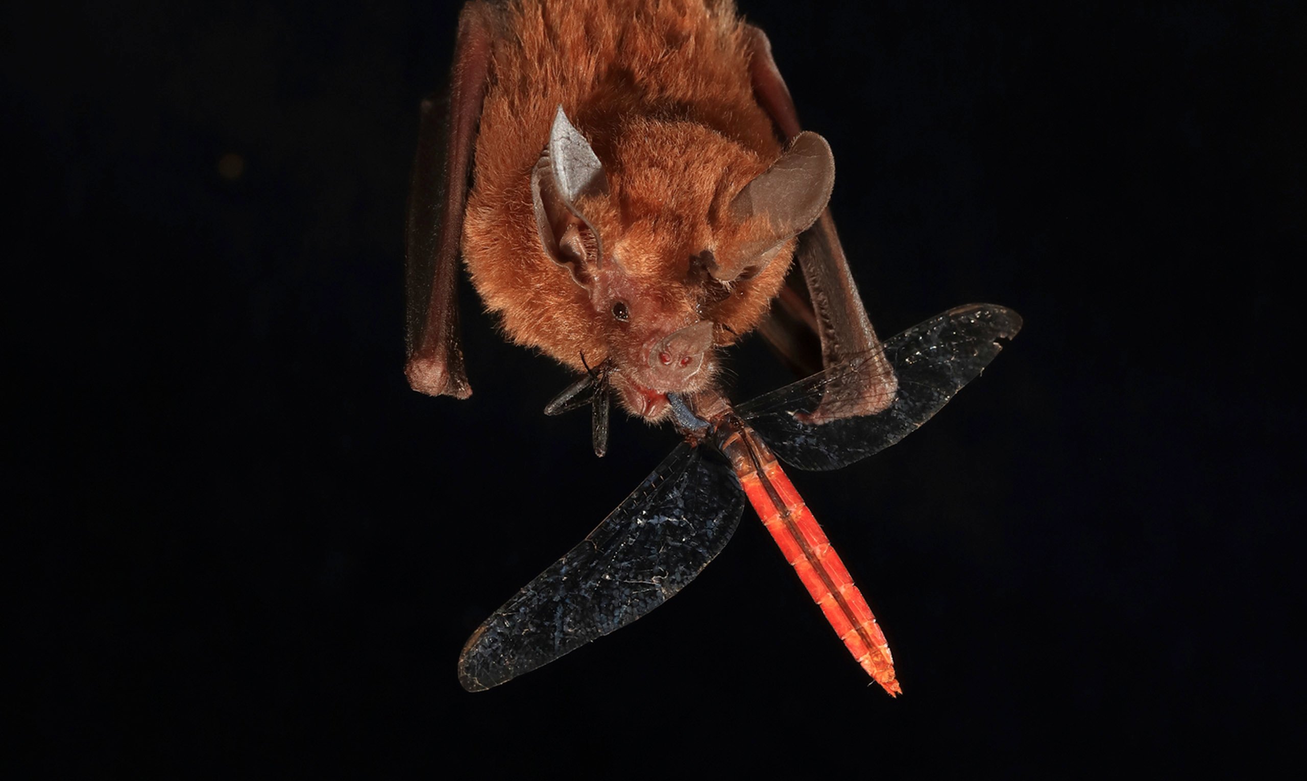 Hearing test for tropical bats Smithsonian Tropical Research Institute