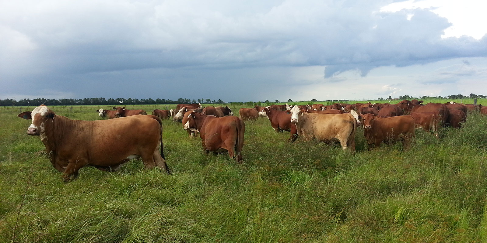 Strickland Ranch Established 1938
