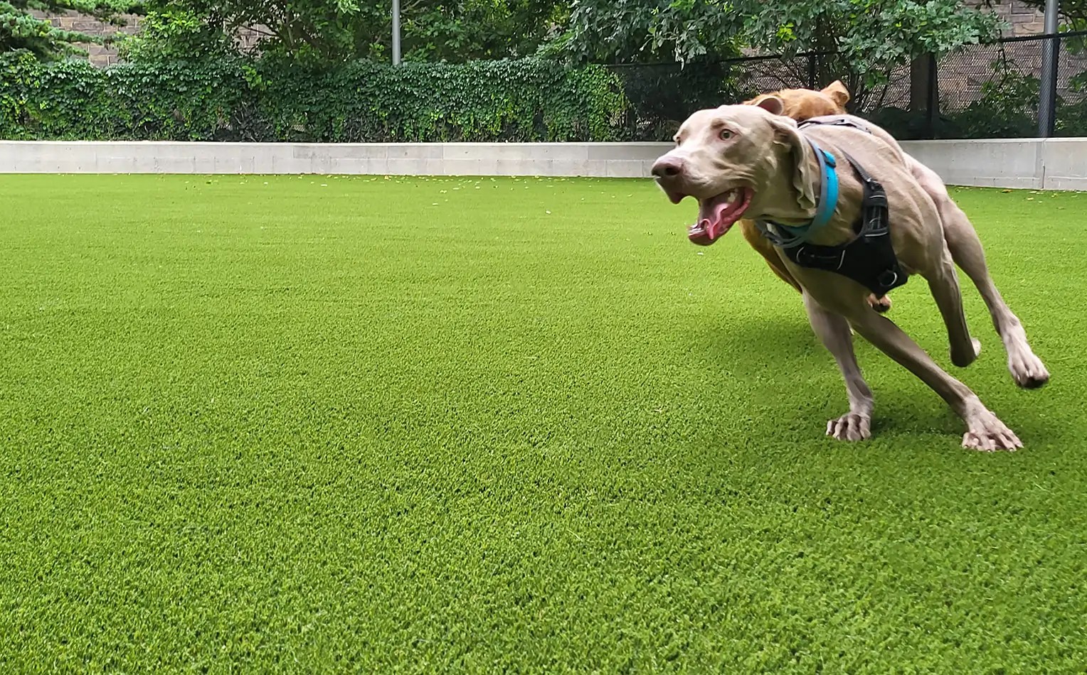 Petfriendly Artificial Grass Installation SYNLawn Houston Artificial