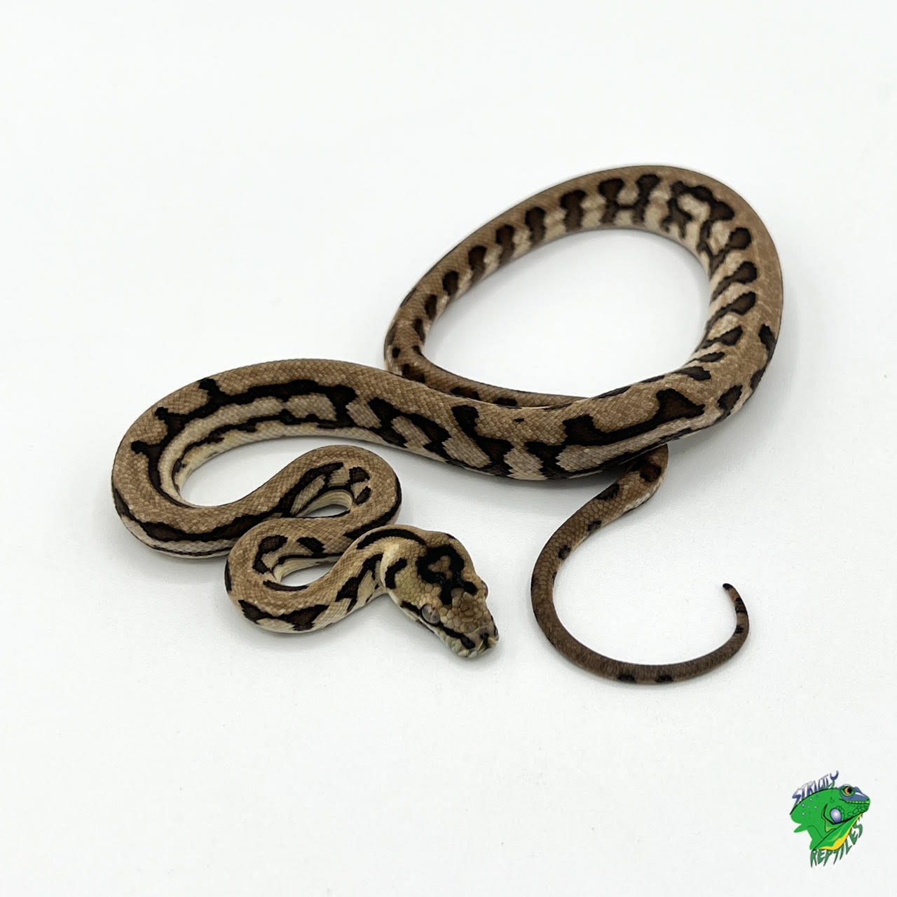 Jungle Jaguar Carpet Python cb baby Strictly Reptiles Inc.