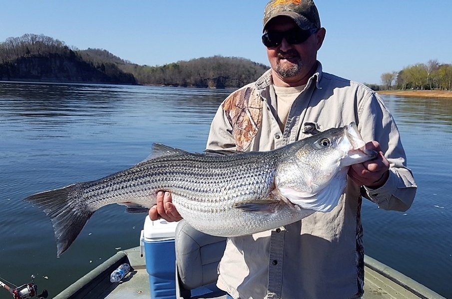 Clinch River Lake in East Tennessee StriperFun Guide Service