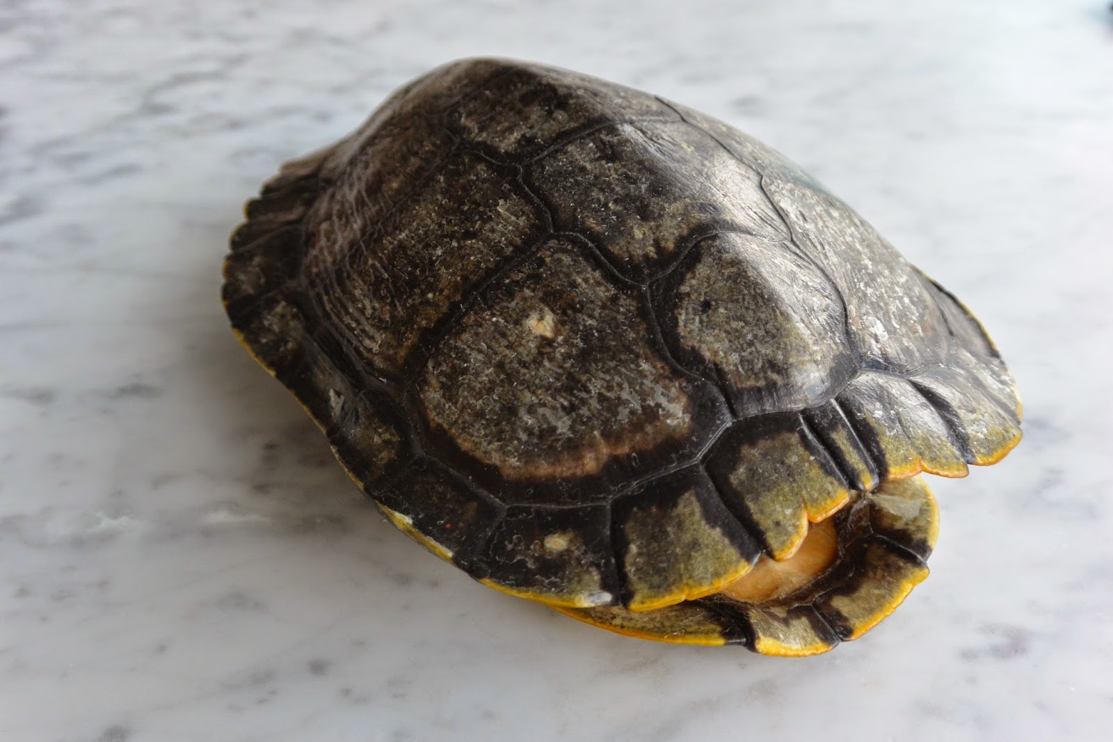 DIY Gold Turtle Shell Stripes and Whimsy