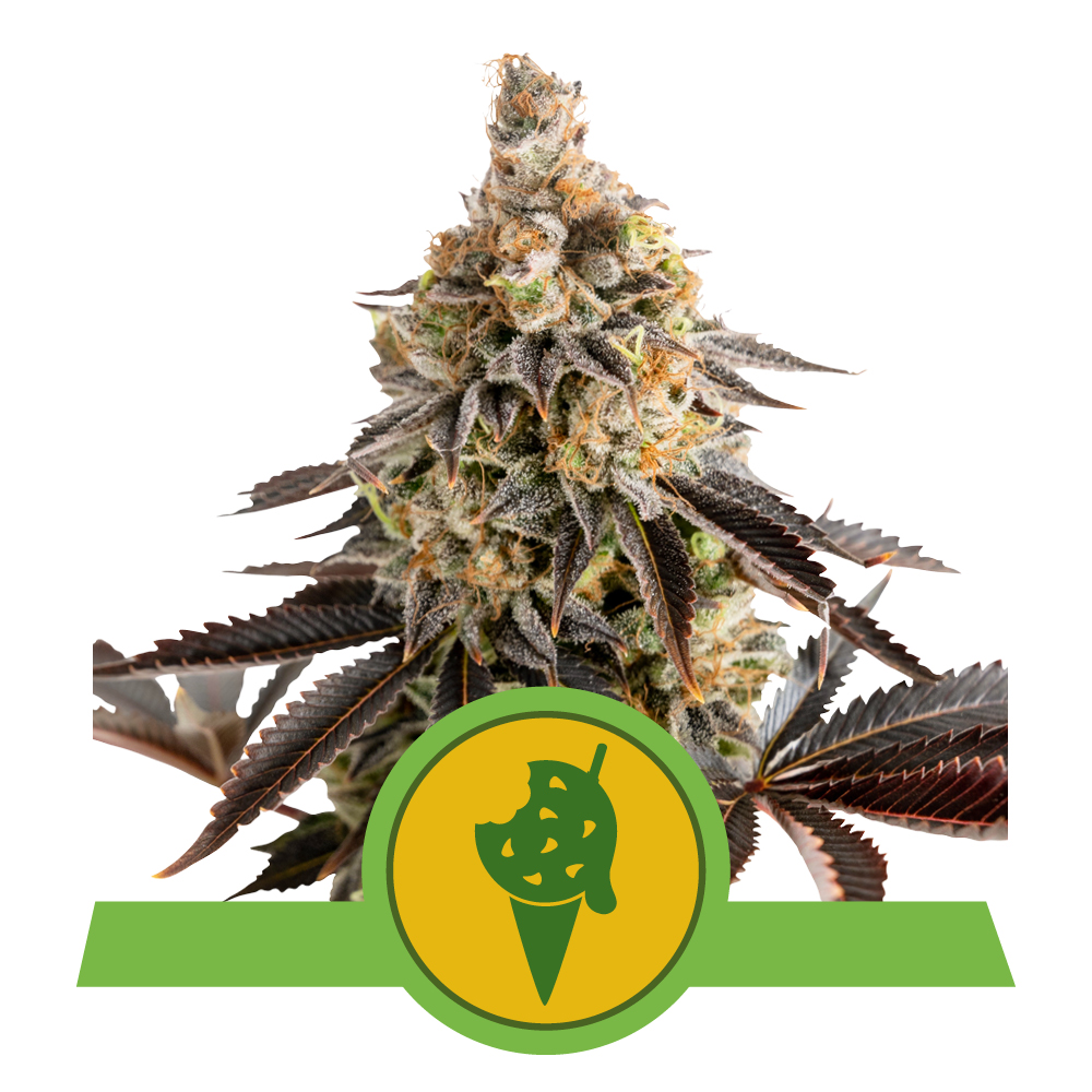 Autoflower Seeds USA Buy Autoflower Seeds