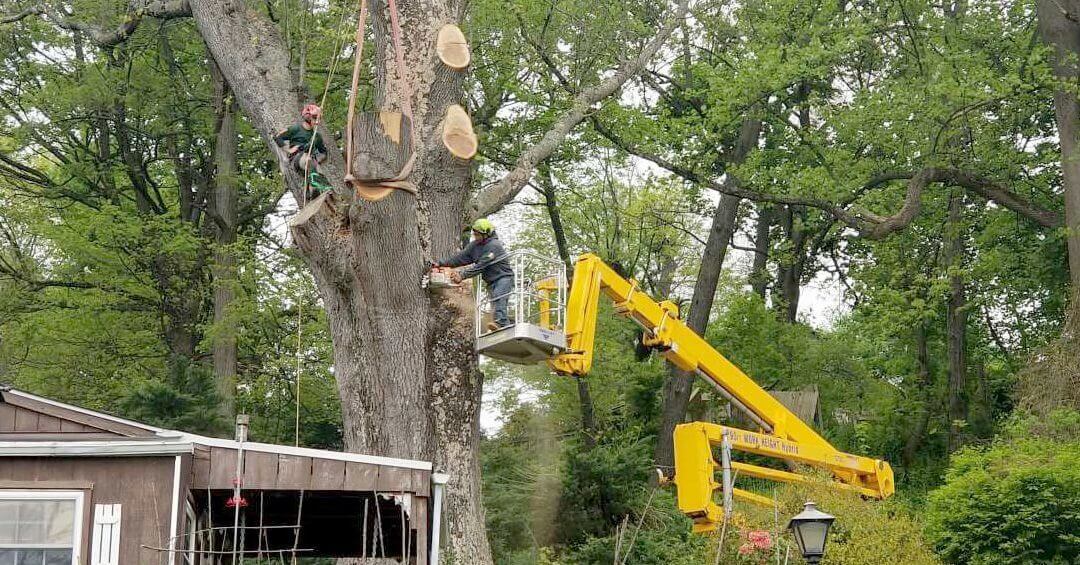 Strobert Tree Services Your Top Choice for Tree Services in Delaware and Beyond Strobert Tree