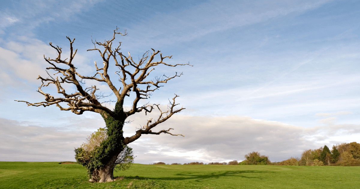 My Tree is Dying Strobert Tree Services