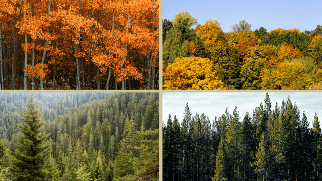 Deciduous vs Coniferous | Strobert Tree Services