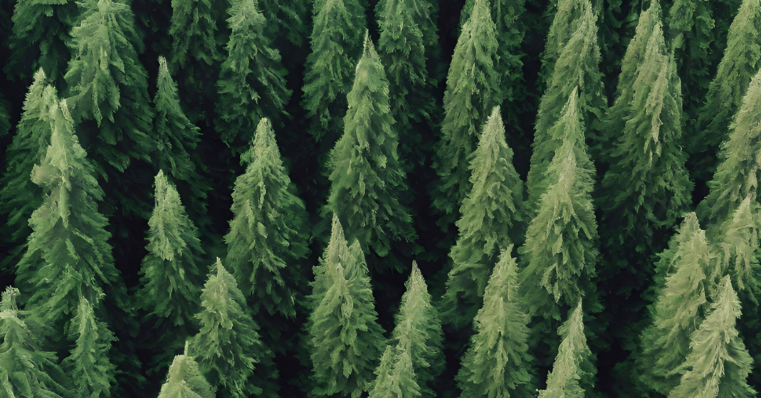 Trees That Don't Lose Their Leaves Strobert Tree Services