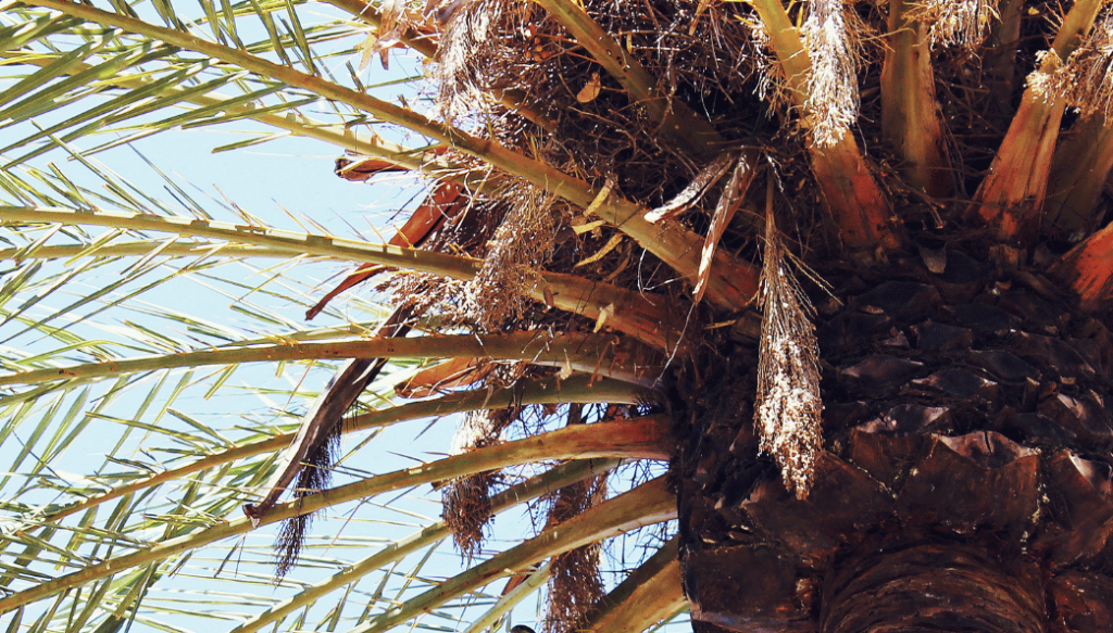 Palm Leaves Turning Brown Strobert Tree Services