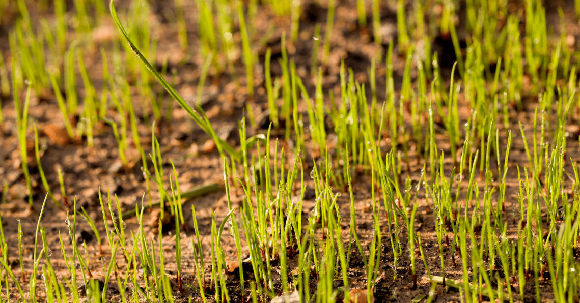 When is the Best Time to Plant Grass Seed Strobert Tree Services